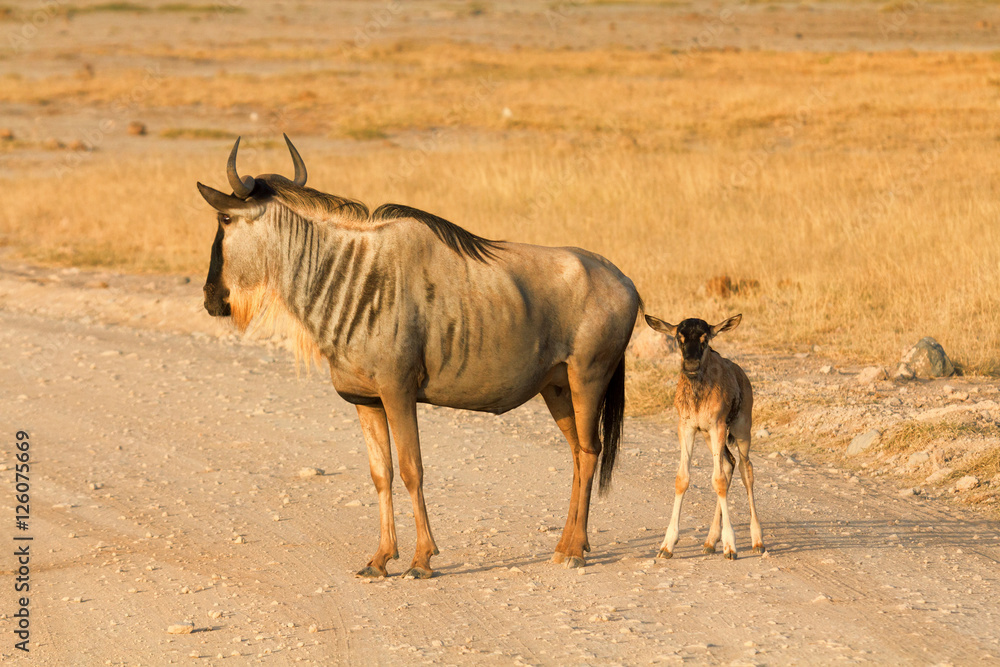 Mother and baby wildebeest In Amboseli Park, Kenya Mother and baby wildebeest In Amboseli Park, Kenya