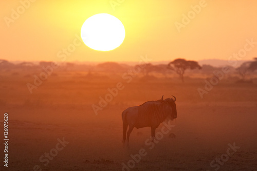 Sunset in Amboseli, Kenya. Silhouettes of gnu walking in front o © ivanmateev