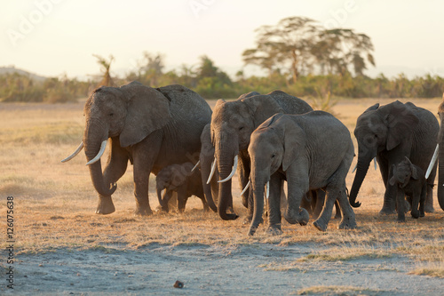 Group of elephants shot at the front in Amboseli  Kenya