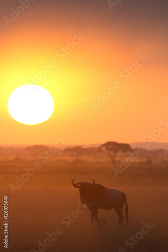 Sunset in Amboseli  Kenya. Silhouettes of gnu walking in front o