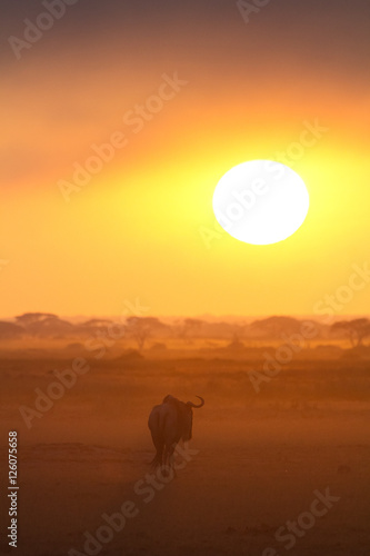 Sunset in Amboseli  Kenya. Silhouettes of gnu walking in front o