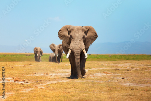 Elephant portrait in Amboseli National Park, Kenya. Horizontal s