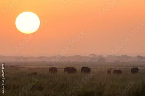 Typical african sunrise with elephants silhouettes in Masai Mara