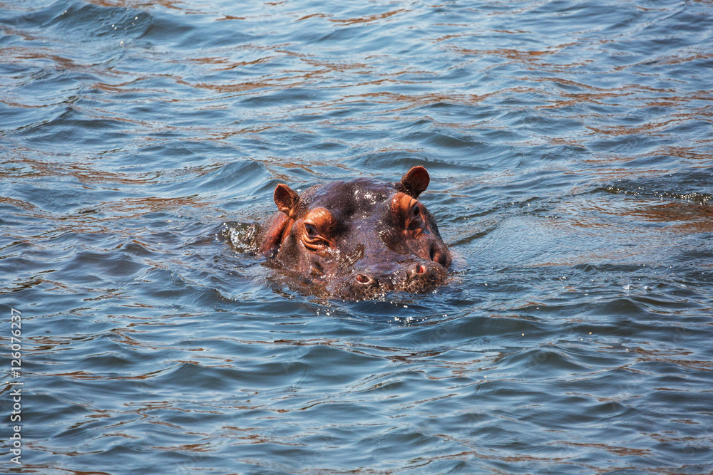 Obraz premium African hippo 