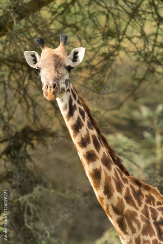 Vertical portrait of giraffe among the trees in Naivasha Nationa © ivanmateev