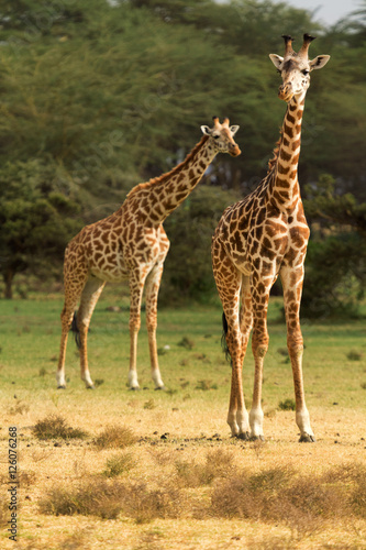 Two giraffes among the trees in Naivasha National Park, Kenya.