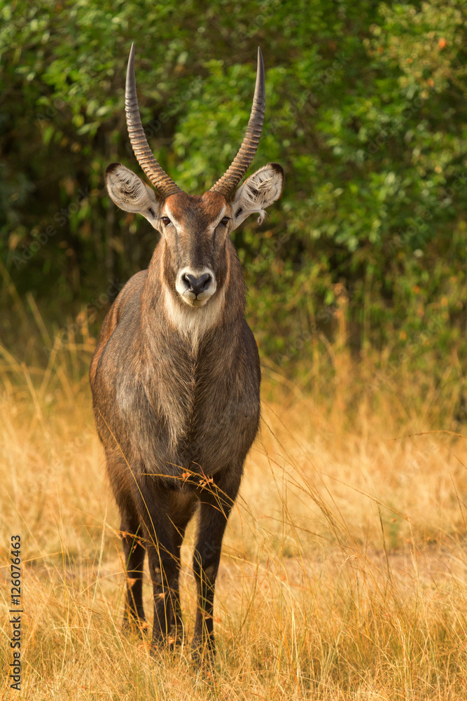 Naklejka premium Waterbuck in Nakuru Park in Kenya during the dry season