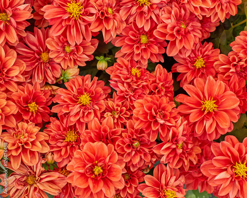 Fototapeta Naklejka Na Ścianę i Meble -  orange dahlia flowers closeup, natural background
