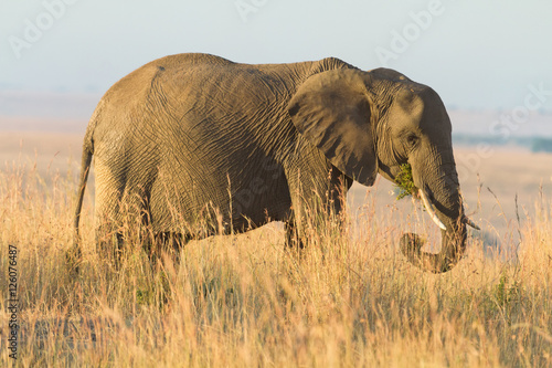 Elephant portrait at sunset in Amboseli national park in Kenya.
