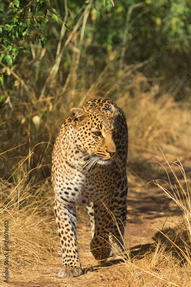 Naklejka premium Female leopard walking slowly and looking for its pray in Masai