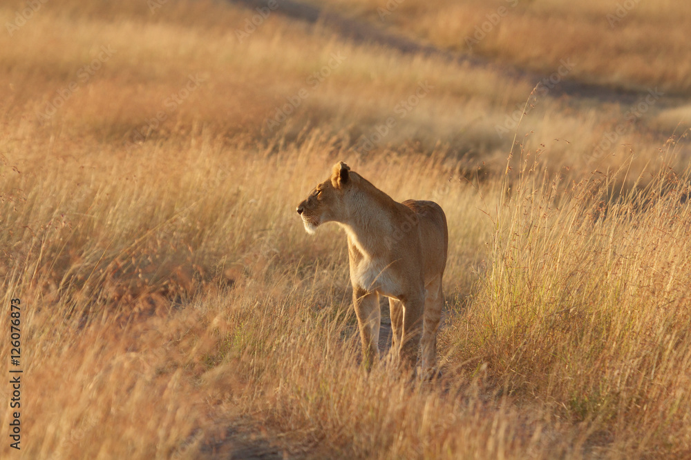 Fototapeta premium Portrait of female lion in Masai Mara, Kenya