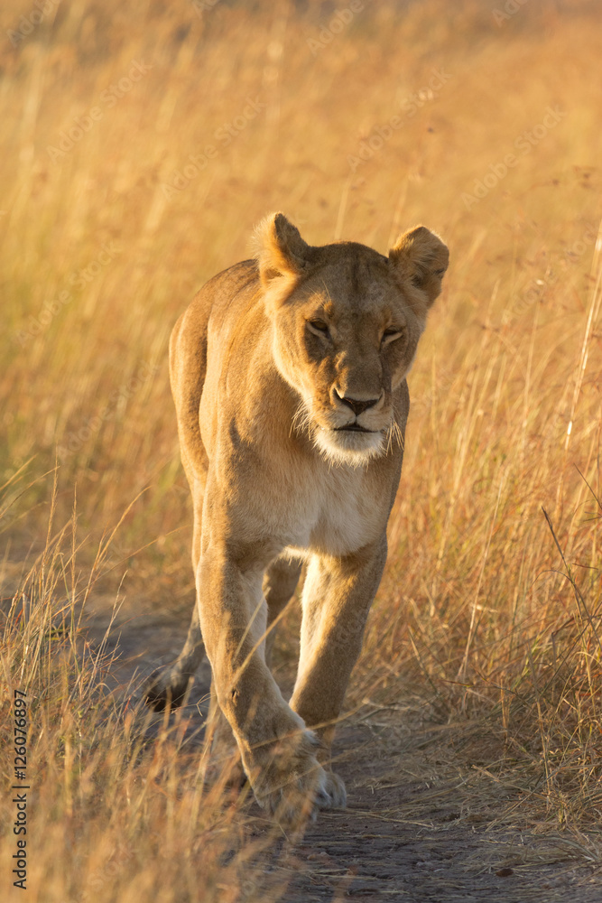 Female lion walking around in the grass in Masai Mara, Kenya. Sh Female lion walking around in the grass in Masai Mara, Kenya. Sh