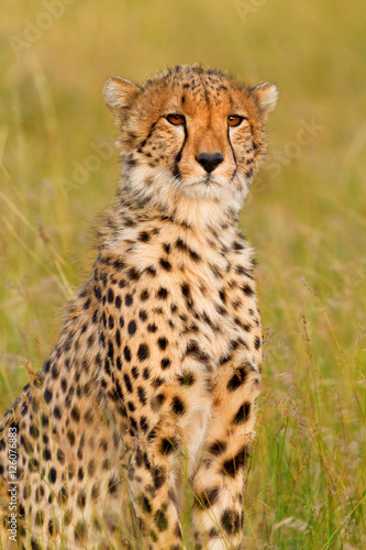 Male cheetah portrait shot in Masai Mara, Kenya, Africa