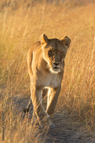 Female lion walking around in the grass in Masai Mara, Kenya. Sh
