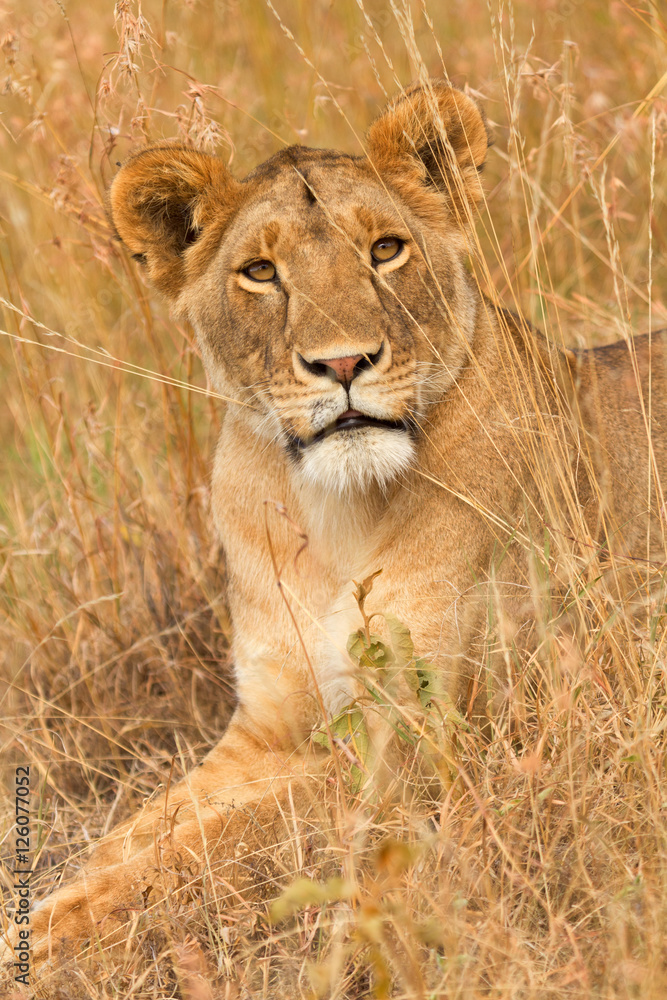 Female lion sitting in the grass in Masai Mara, Kenya. Vertical Female lion sitting in the grass in Masai Mara, Kenya. Vertical