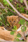 Lion cub in the bushes in Masai Mara, Kenya