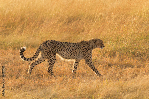 Male cheetah walking in grass and looking for its pray in Masai