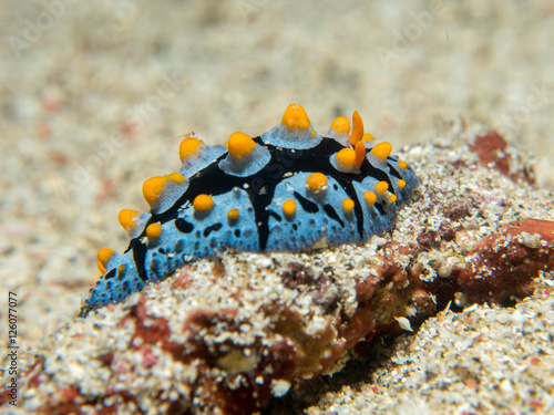nudibranch at underwater, philippines