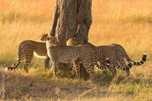 Canvas Print Group of male cheetahs marking a tree in Masai Mara, Kenya.