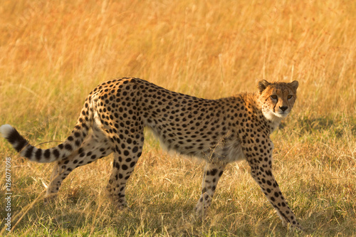 Canvas Print Male cheetah walking in grass and looking for its pray in Masai