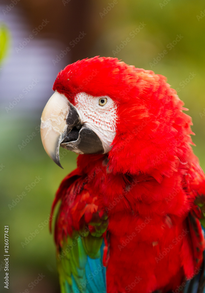 Red head Scarlet macaw parrot. Close up portrait
