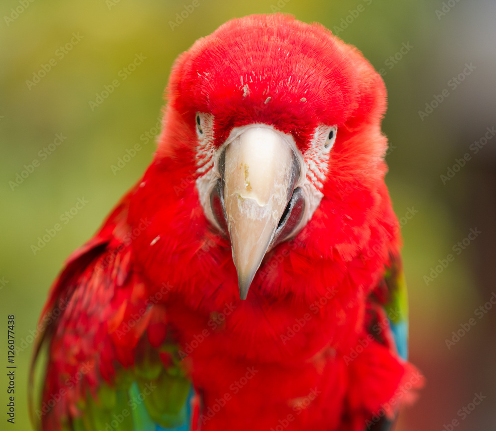 Red head Scarlet macaw parrot. Close up portrait