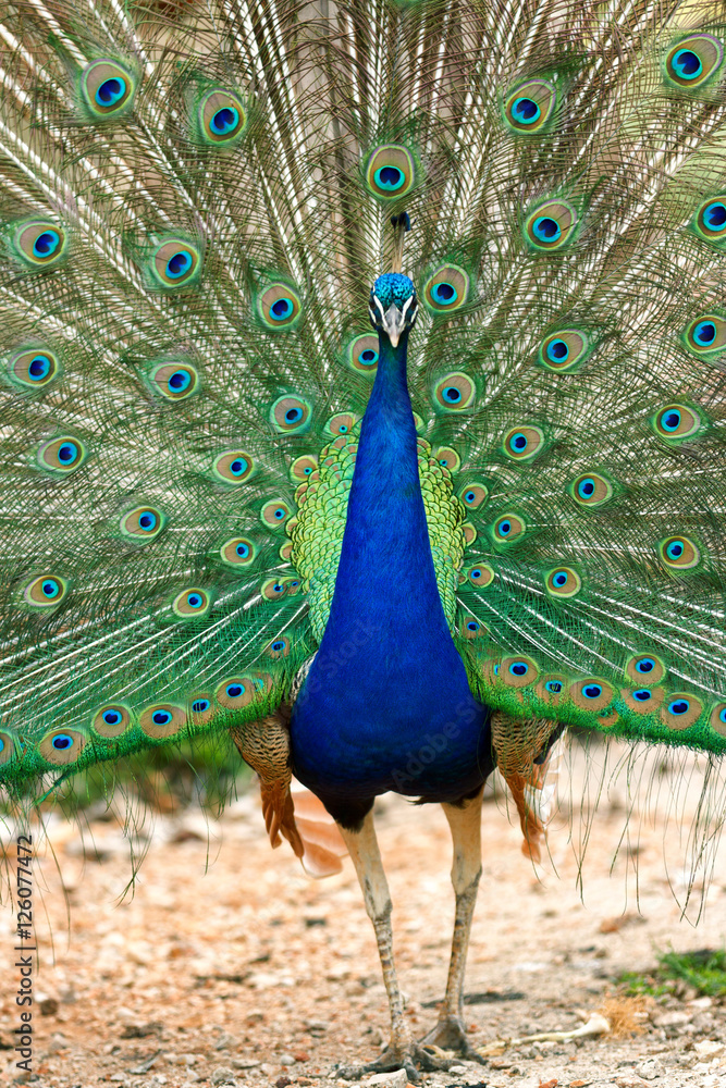 Naklejka premium Peacock at Lokrum - the nearest island near Dubrovnik. Vertical