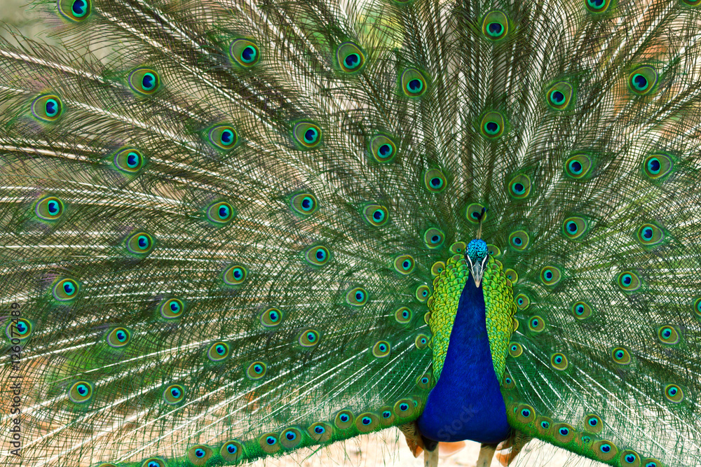 Naklejka premium Peacock at Lokrum - the nearest island near Dubrovnik. Horizonta