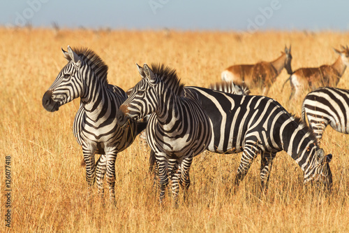 Zebras in the dry grass in Masai Mara  Kenya