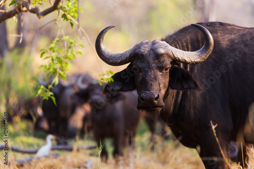 The African buffalo or Cape buffalo  