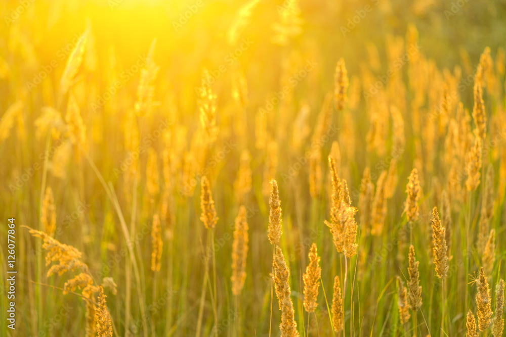 Beautiful golden grasses on the meadow in the sunlight Beautiful golden grasses on the meadow in the sunlight