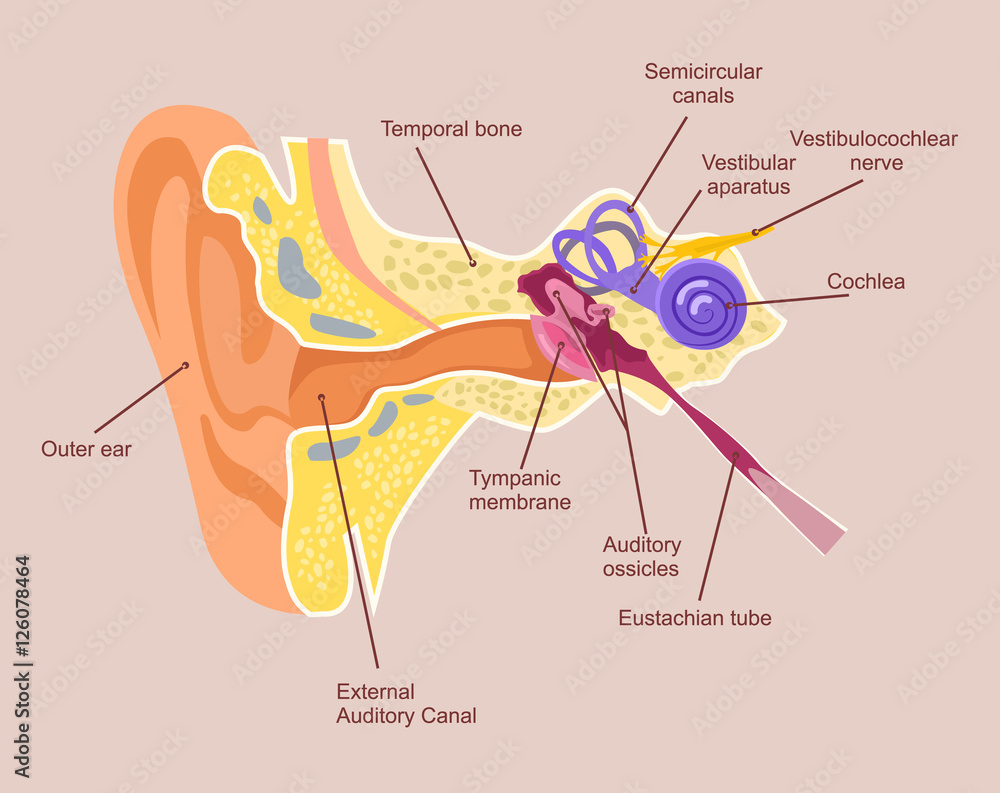 Human Ear Anatomy Auditory System Vector Flat Cartoon Illustration Human Ear Anatomy Auditory System Vector Flat Cartoon Illustration