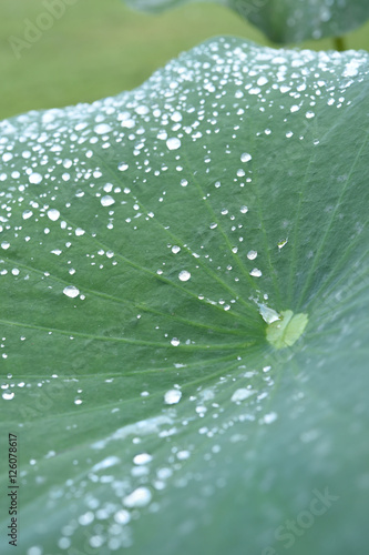 Close up of green leaves for background