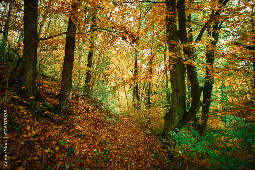 Autumn colorful forest