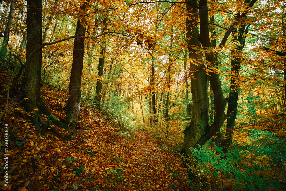 Obraz premium Autumn colorful forest