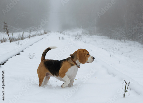 Собака породы бигль на прогулке в заснеженном лесу в пасмурный туманный день