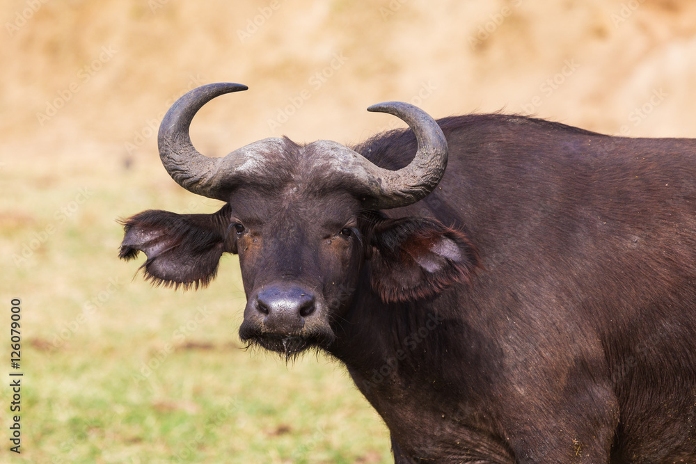 The African buffalo or Cape buffalo
The African buffalo or Cape buffalo