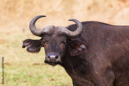 The African buffalo or Cape buffalo 