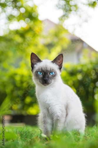 Curious cat