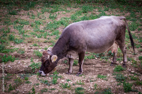 Domestic brown cow with bell feeds on a week grass