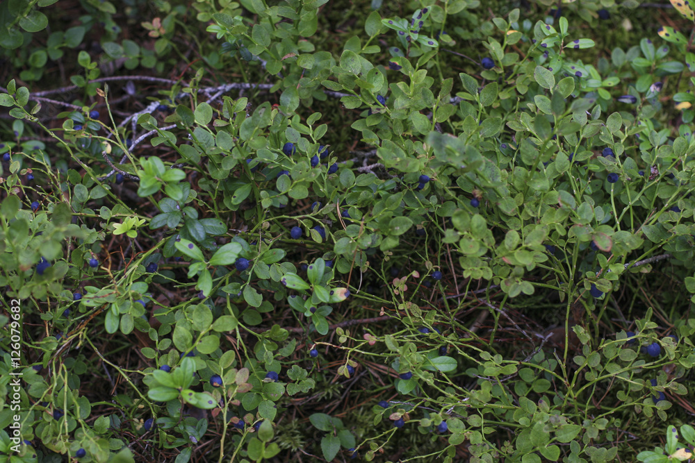background berry branches and leaves of blueberry background berry branches and leaves of blueberry