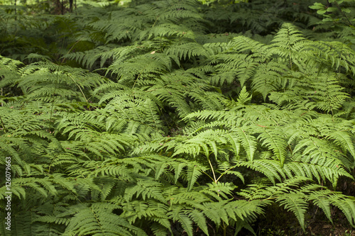 wild green ferns in the forest