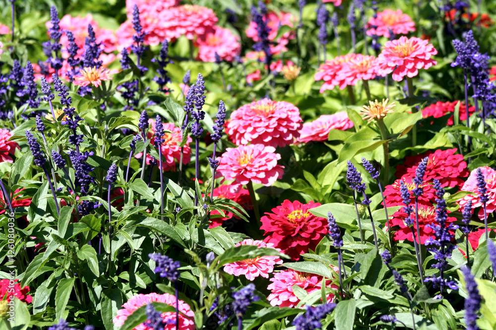 Fototapeta premium flores