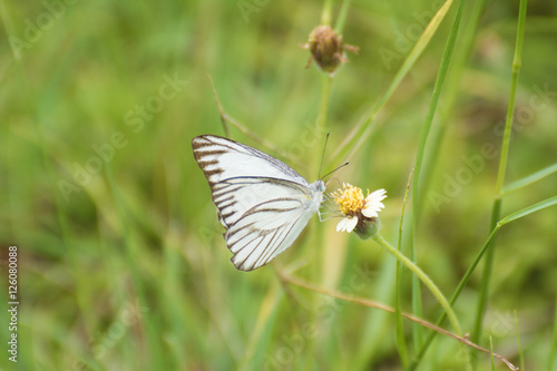 Butterfly stand on flower