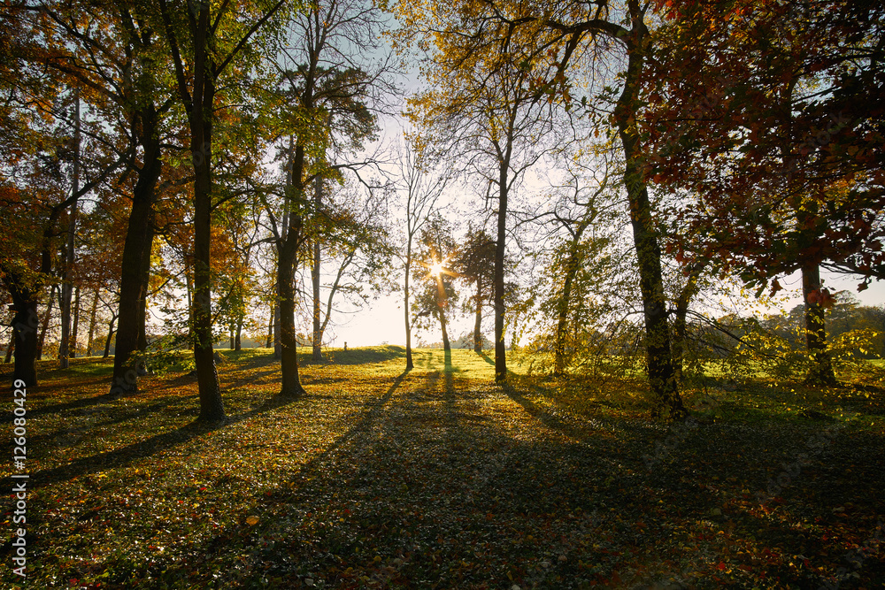 Fototapeta premium Sunny autumn park