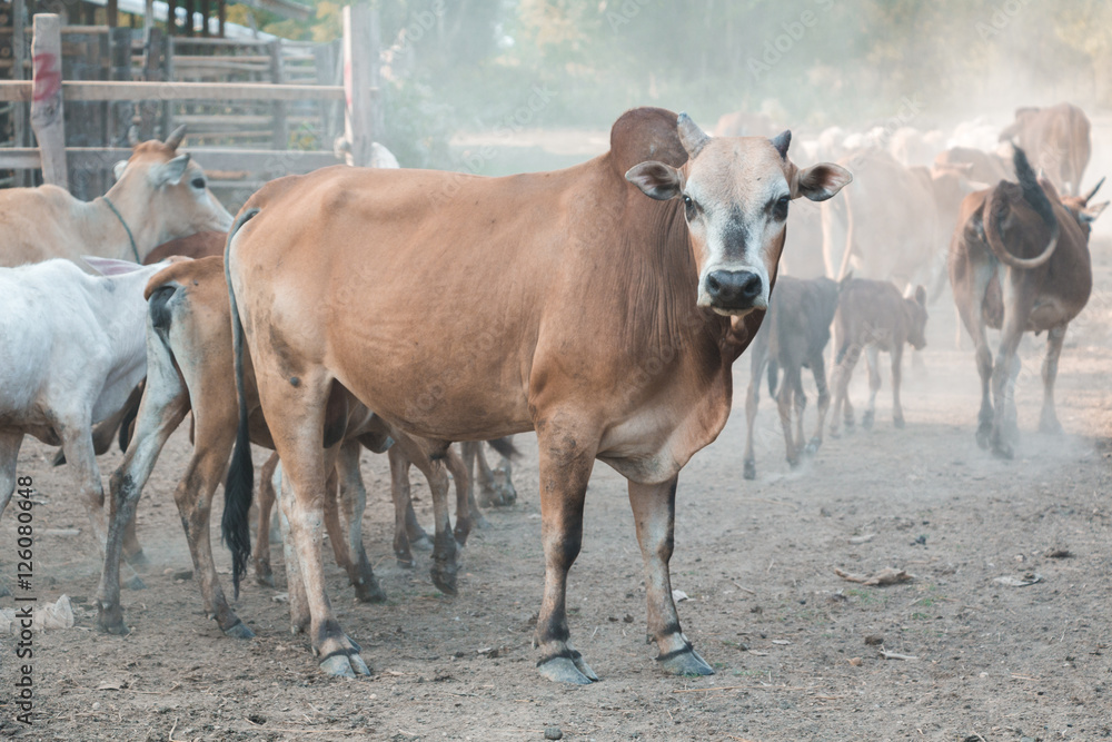 Cow Cow
