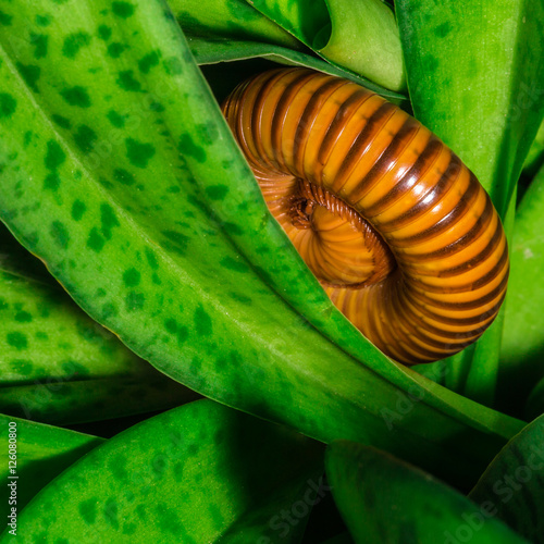 Macro of orange and brown millipede on green leaf, Millipede coiled, Disambiguation, Low key photo. photo