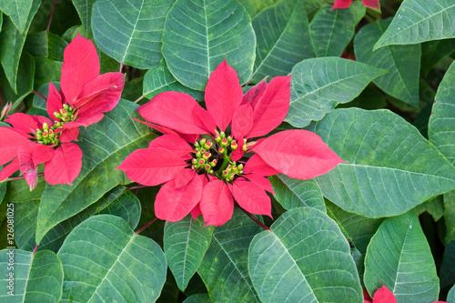 Poinsettia plant  christmas flower  red and green leaf