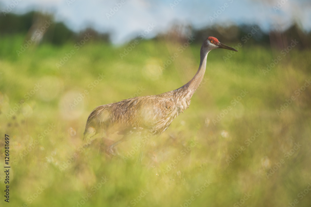 Naklejka premium Sandhill Crane (Grus canadensis) standing in grassland.