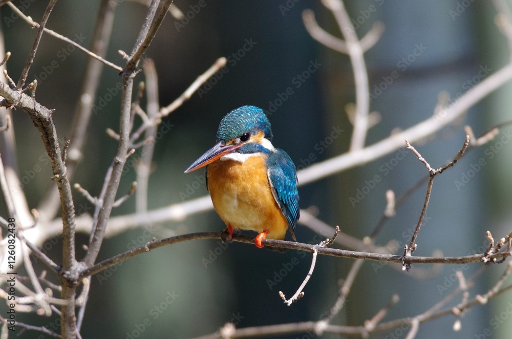 Kingfisher
